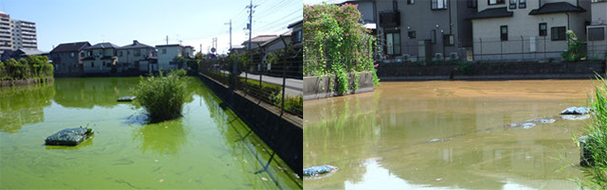 アオコで覆われた水面