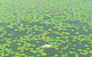 水面を覆い尽くす水草ヒシ