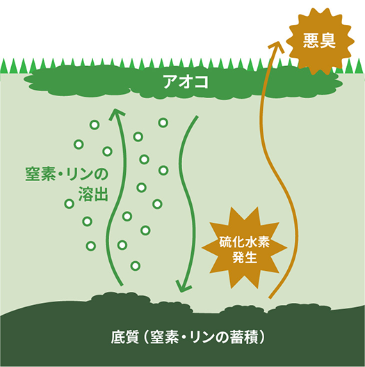 アオコの発生対策に